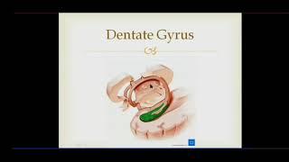 CEREBRUM 5/9 | INFERIOR SURFACE | TYPES OF SULCI | Dr. Azmi Mohsin