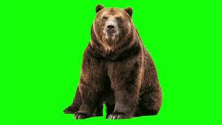 green screen bear