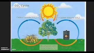 Clearcutting