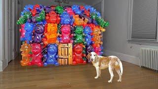 Dog Surprised with Secret Gummy Bear House!