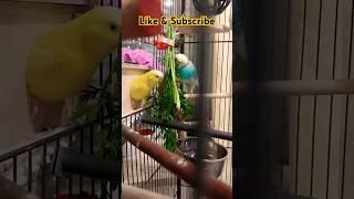 #music #cute #funny #милота #birds #parakeet #youtubeshorts #parrot #волнистыйпопугайчик #pets #like