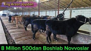 8_Millon 500dan Boshlab Arzonchi Xusniddin Akadan Yosh Ko'chat Novvoslar 24-fevral, 2025