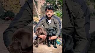 Future star of sikri kennel #dog #shorts #trending #viral #labrador #puppy #video #love #india