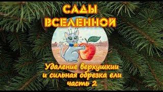 Александр Петров. Удаление верхушки и сильная обрезка ели (часть 2)