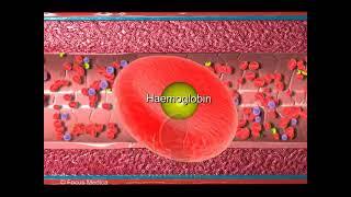 Haemoglobin