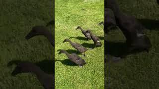Pure Chocolate Indian Runner Ducklings Running in the Sun