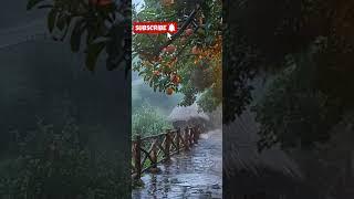 #raincamping #camping #asmrrain #rain #campfire #sleepmusic #campinglife #camp #campingasmr