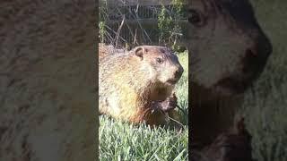 Dramatic groundhog