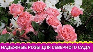 Надежные розы для северного сада