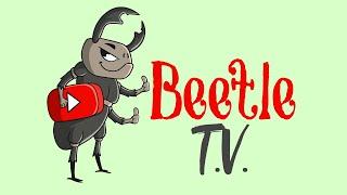 Welcome to Beetle TV! My channel for beetle keeping, care and tips!