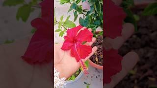 Flowers video #shortfeed #ytviralshorts #Flowers # trendingshorts #ytshorts