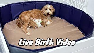 FULL BIRTH VIDEO OF A MINI TUXEDO GOLDENDOODLE LITTER | LottieXMac