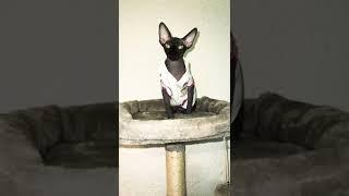 Sphynx cat