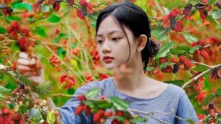 Harvesting Mulberry, How to Make Delicious Dishes from Mulberries | Lâm Anh Food