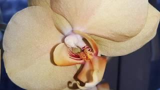 Орхидея Лоттери Принц дорастила бутоны. Phalaenopsis Lottery Prince.