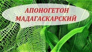 Апоногетон Мадагаскарский сетчатый увирандра. Содержание, размножение. Аквариумные растения.