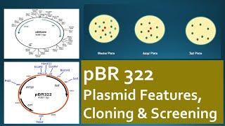 pBR322: Plasmid Features, Cloning & Screening - Cloning Vector Expained