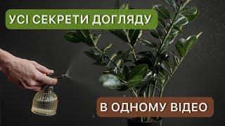 Заміокулькас, як доглядати щоб виростити високий і пишний кущ. Все що потрібно знати .