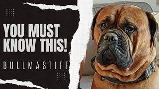 BULLMASTIFF - One Thing You Need To Understand About This Breed