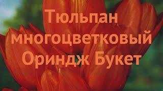 Тюльпан многоцветный Ориндж Букет (tyulpan)  обзор: как сажать, луковицы тюльпаны Ориндж Букет