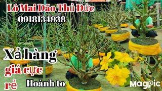 Chú Phúc 0918134938 Xả hàng lô dão thủ đức cốt cành lực giá cực rẻ tại AG