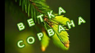 "Ветка сорвана" ансамбль Живой Родник