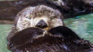 Live sea otter / fur seal cam - Seattle Aquarium