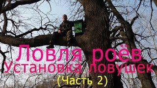 Ловля роев.  Установка ловушек.  Часть 2