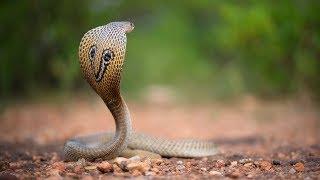 Snake Rescue Call - documentary from India by Living Zoology and Save The Snakes