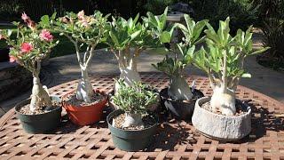 Update growing Adenium Obesum vs Arabicum vs Thai Socotranum - how to grow the Desert Rose