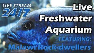 Wide Screen Aquarium Cam - 24/7/365 - The Cichlid Show