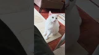 Yakında ya kızım konuşmayı öğrenecek ya da ben kedi dilini çözeceğim 