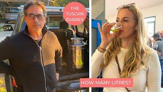 HOW OLIVE OIL IS MADE & HOW MUCH DID WE MAKE?