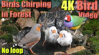 Cat TV | Dog TV No Loop! 4HRS of Soothing Birdbath with Birds Chirping| ASMR | Calm Your Mind | A191