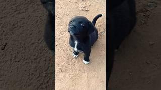 Cute Puppy Voice | Dog Barking Sound  #shorts #youtubeshorts #dog #dogsound #dogbarking