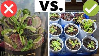 The Complete Venus Flytrap Indoor Care Guide 