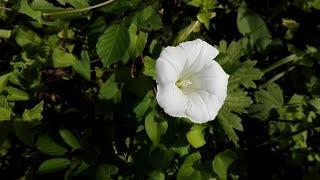 Calystegia sepium (Wild morning glory)