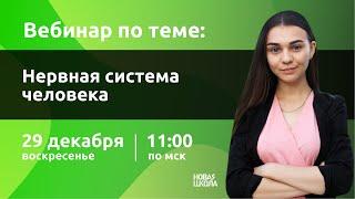 Мини-урок "НШ | Биология. Нервная система человека."