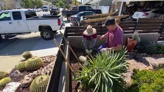 Moving a Huge Pachypodium Lameryi!