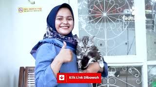 GROOMING KUCING PANGGILAN TERDEKAT FAUNAFELLA