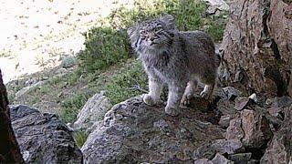 Pallas Cat / Manul:  Cryptic Feline of the Mongolian Steppe