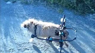 dog on wheel chair