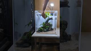 KNK 1ft Cube Fish Tank Setup #ytshorts #shorts