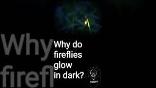 WHY do fireflies (Jugnu) glow in dark?