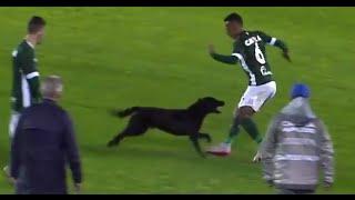 Dog invades pitch, nearly bites Brazilian player!