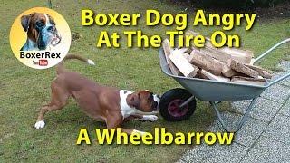 Crazy Boxer Dog Angry At The Tire On A Wheelbarrow