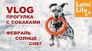 VLOG Зимняя прогулка с собаками - SNOW SUN RUN FUN & Dalmatian