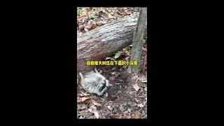 拯救被大樹壓在下面的小浣熊 拯救被大樹壓在下面的小浣熊#神奇動物 #野生動物零距離 #動物救助