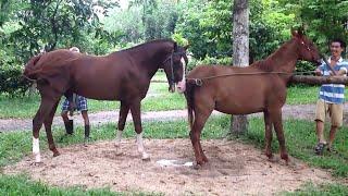 Good Horse mating in my farmHappy Farm Part 9