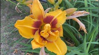 Touring the Lilies and Daylilies in the Rose Gardens.